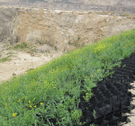 quarry-slope-restoration-and-stabilization quarry-slope-restoration-and-stabilization