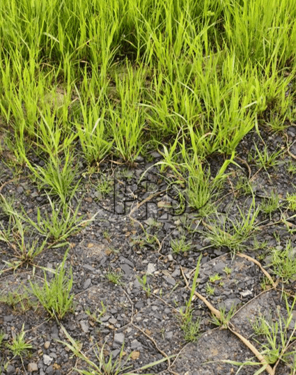 Bioswale Stormwater Management (Czech Republic)