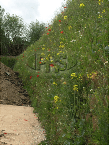 Green Retaining Wall (England)